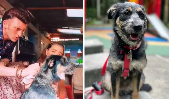 'Rigo': la conmovedora historia de Dualipa, la perrita rescatada que actúa como Mijito en la serie