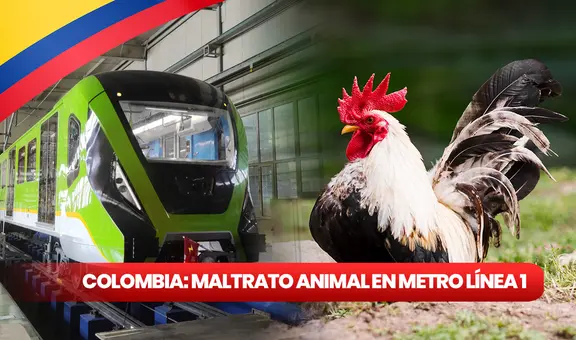 Maltrato animal en Bogotá: despiden a trabajador por quitarle la vida a un ave como parte de un ritual