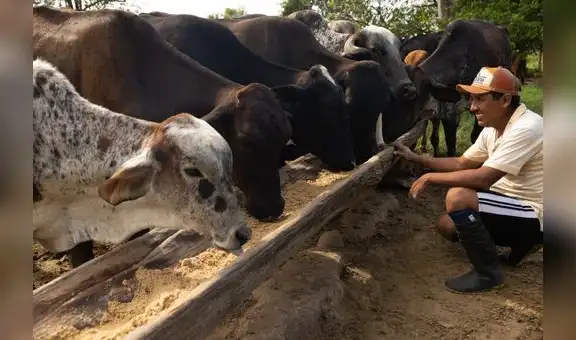 La ganadería regenerativa: una solución para los desafíos del cambio climático en el Perú