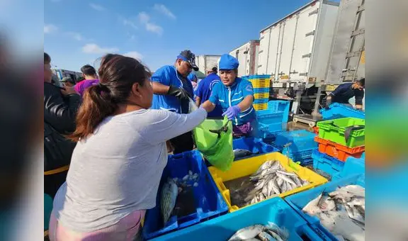 Semana Santa: el precio del bonito sigue subiendo y se vende a S/6,00 el kilo