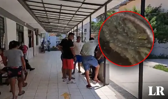 Piura: adulta mayor muere e hijo queda grave tras picadura de enjambre de abejas