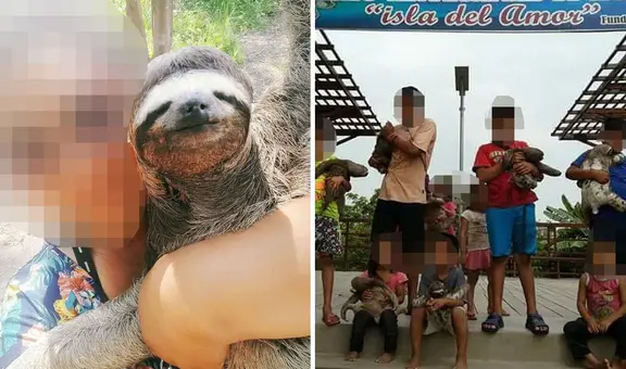 Denuncian maltrato a fauna silvestre en Ucayali: osos perezosos son usados para selfies turísticas