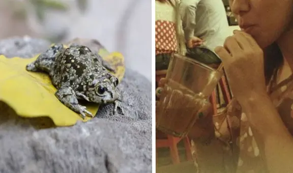 Junín: 15 sapos fueron rescatados por Serfor cuando iban a ser utilizados para jugos