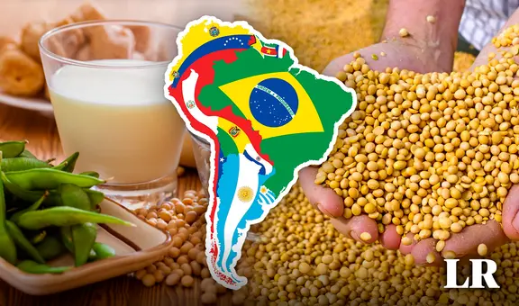 El mayor productor de soya en el mundo está en Sudamérica: posee el 56% de la oferta global