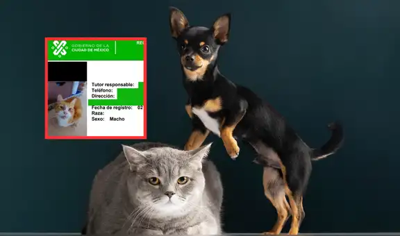 ¿Mascotas sin registro en CDMX? Todo sobre las nuevas multas y el RUAC para gatos y perros