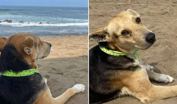 La conmovedora historia real de Vaguito, el perro que espera a su dueño frente al mar de Punta Negra