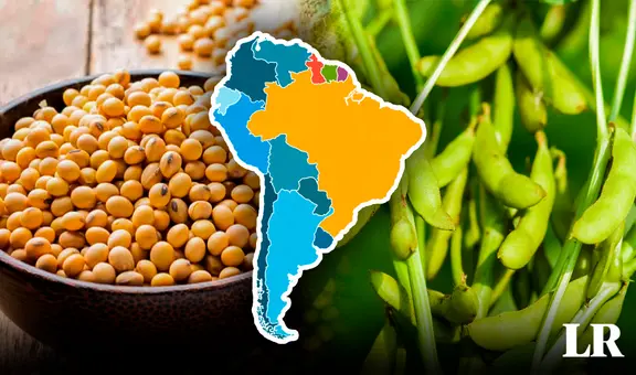 Un país de Sudamérica es el más grande productor de soya en el mundo: posee el 56% de la oferta global
