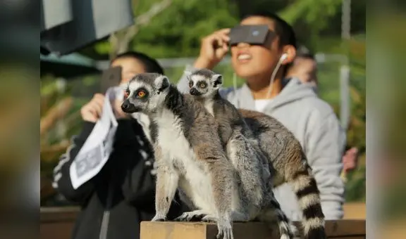 Eclipse Solar 2024: ¿cómo afectará en el comportamiento de animales, abejas y plantas?