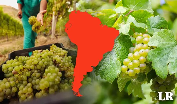 Un país de Sudamérica es el mayor exportador de uvas en el mundo: supera a Chile