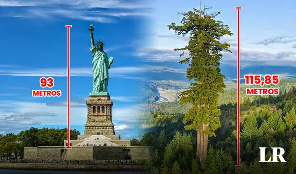 El árbol más grande del mundo está en América: con su altura supera a la Estatua de la Libertad