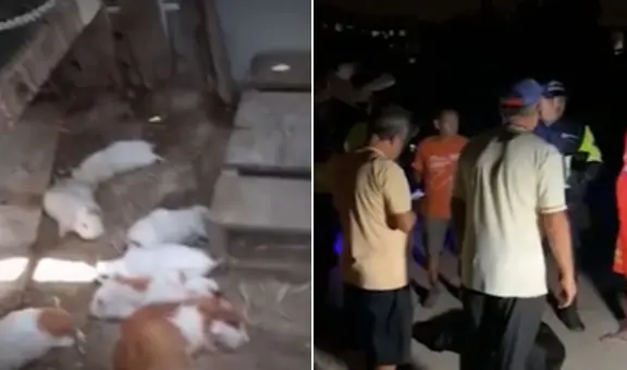 Ate: vecinos piden ayuda para atrapar a desconocido animal que ataca a sus mascotas