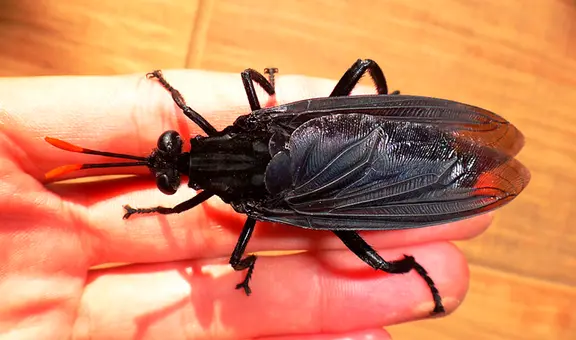 La mosca más grande del mundo mide 7 centímetros y está en tres países de Sudamérica