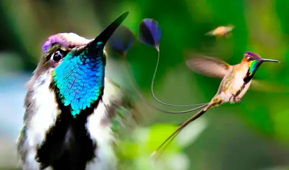 El país de Sudamérica con el colibrí más hermoso: sus plumas cambian de color con la luz del sol