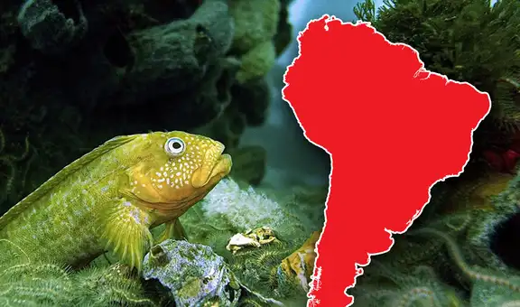 El pez más temido de SUDAMÉRICA está en Perú, según la IA: es peligroso y muy agresivo
