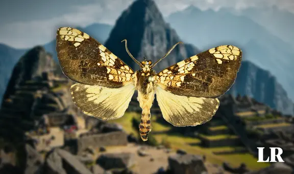 Descubren una nueva especie de mariposa en Machu Picchu: ahora son 365 en la maravilla del Perú