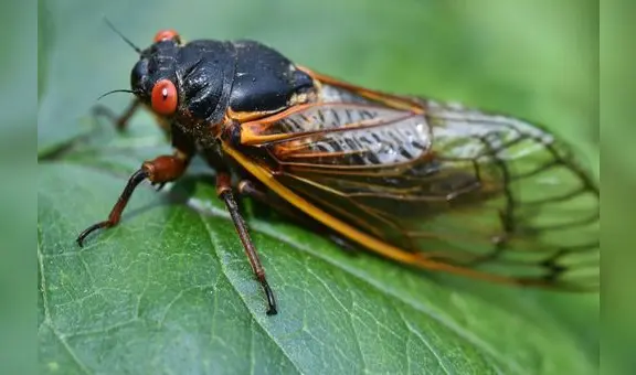 Científicos anuncian invasión de miles de millones de cigarras en Estados Unidos luego de 200 años