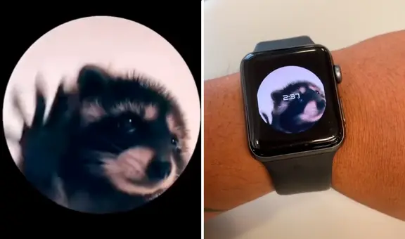 ¿Cómo tener la imagen de Pedro, el mapache viral de TikTok, en la pantalla de tu smartwatch?