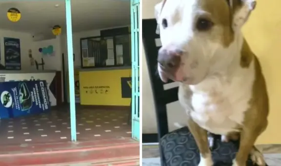 Perro murió asfixiado en bodega de bus: familia pagó S/500 para que viajara en miniván hacia Piura