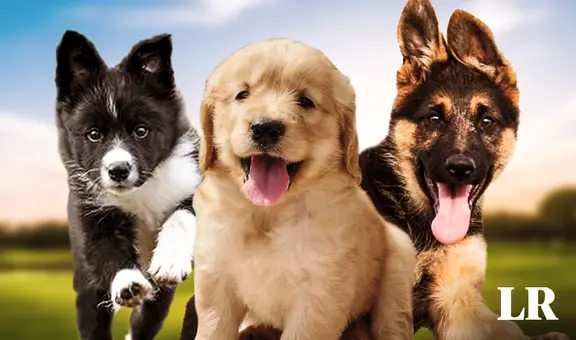 La raza de perro considerada la más inteligente del mundo en 2024, según un nuevo estudio