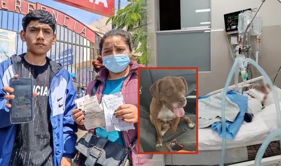 Trujillo: padre de familia queda en coma luego de ser atacado por perros pitbull