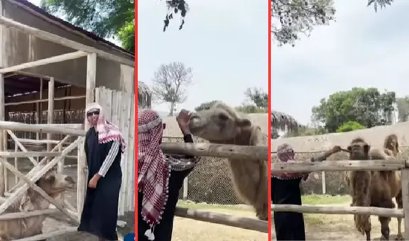 Parque de las Leyendas: hombre se viste de árabe y cruza vallas de seguridad para molestar a camellos