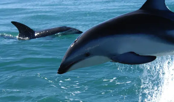 Delfín oscuro: la especie que puede verse desde Lima y está en peligro por la pesca artesanal en el Perú