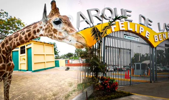 Parque de las Leyendas ofrece programas de voluntariado: conoce cuáles son los requisitos y cómo postular