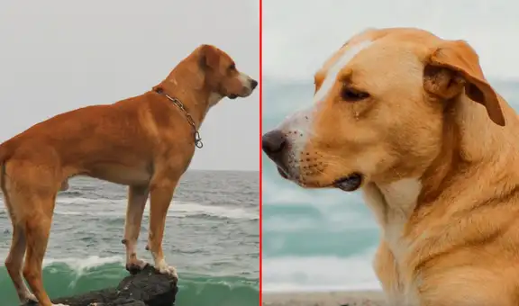 Del abandono a estrella en 'Vaguito': la emotiva historia del perro que brilla en la película