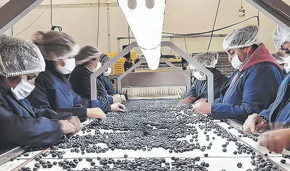 Gobierno volverá a darle privilegios tributarios a las agroexportadoras