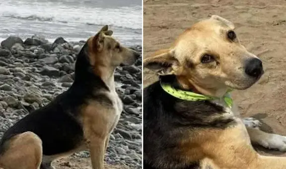 'Vaguito': ¿qué pasó con el 'Hachiko peruano' en la vida real y con quién está ahora el perro?