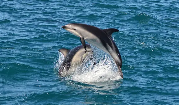 Delfín que nada en las costas de Perú está en peligro por la pesca artesanal