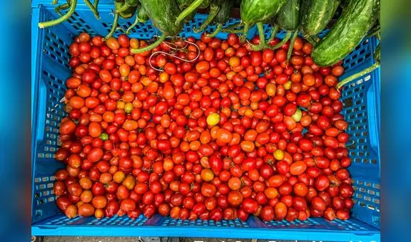 ¿El tomate es una fruta o verdura? Así respondieron a la pregunta en un juicio en Estados Unidos