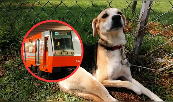 La iniciativa del Metro CDMX para darles hogar a perros abandonados por el Día del Niño