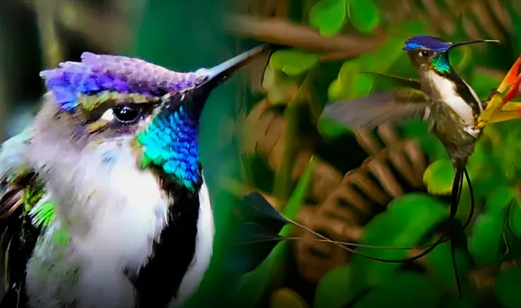 El colibrí más hermoso de la Tierra está en Sudamérica: sus plumas cambian de color con la luz