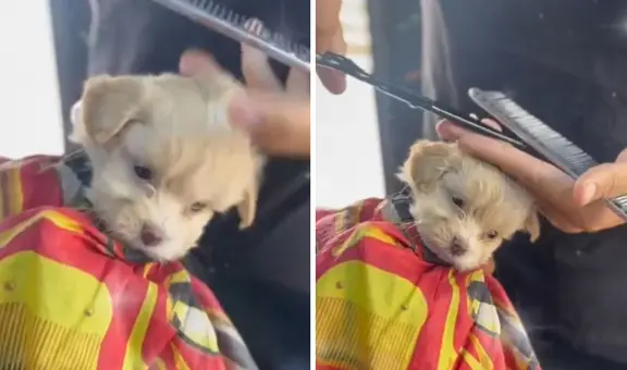 Peruana lleva a su perrito a barbería para su corte de pelo y enternece en redes: “Todo un caballerito”