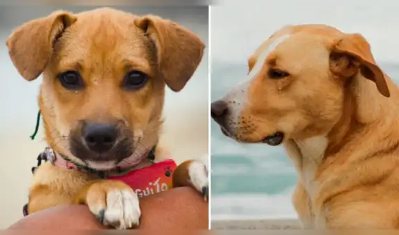¡'Vaguito' DERROTÓ a 'Chabuca' y 'Vivo o muerto'!: película de perrito es la más vista en todos los cines