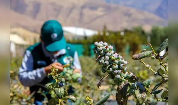 Perú se encamina a ocupar el octavo puesto como exportador mundial de fruta este 2024, según Mincetur