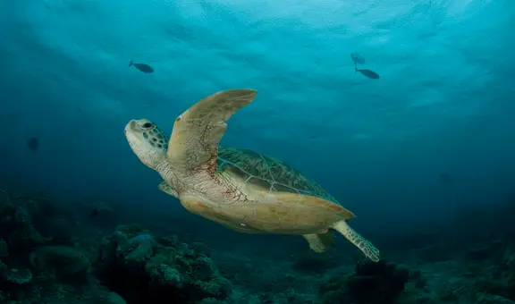 Estudio revela una ayuda nunca antes vista entre tortugas verdes y peces en el mar de Perú