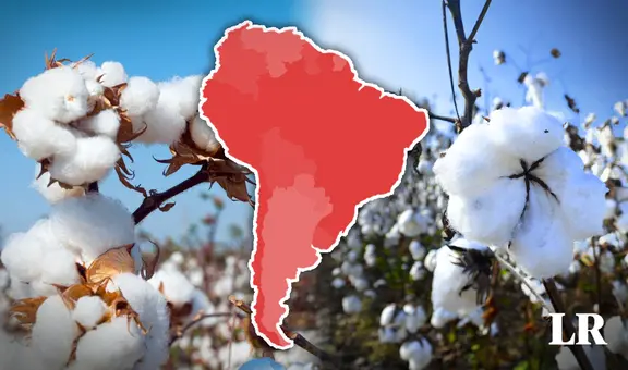El único país que produce más algodón en Sudamérica y está en el top 3 del ranking mundial