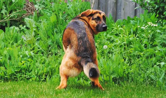 ¿Por qué mi perro me mira cuando hace sus necesidades?