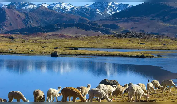 Huancavelica: denuncian grave contaminación de laguna Choclococha por parte de empresa extranjera