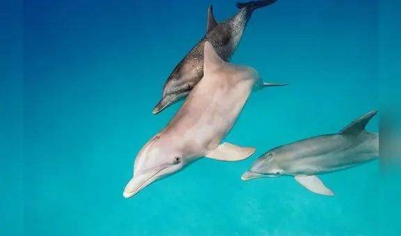 Estos son los animales acuáticos que recuerdan sus nombres para 'comunicarse' entre ellos