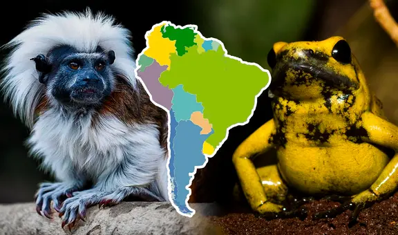 Los 4 animales exóticos, únicos de Sudamérica, que fueron destacados por National Geographic