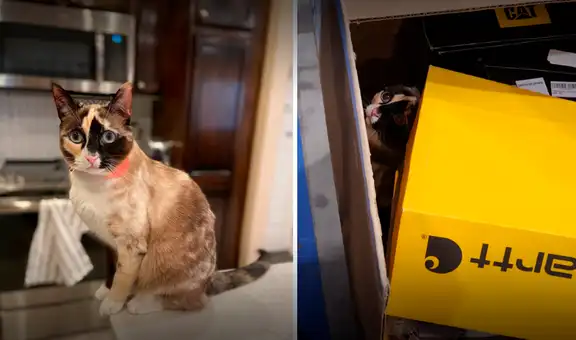 El curioso caso de una gatita que terminó en un viaje a Los Ángeles vía Amazon: ¿cómo pasó?
