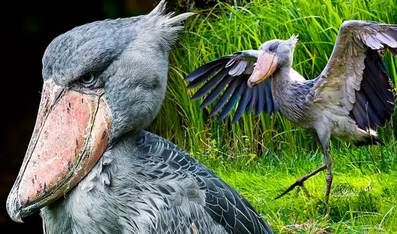 Picozapato, el ave 'prehistórica' que come cocodrilos, mata a sus hermanos y alcanza la medida de un humano