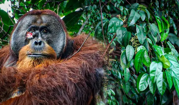 ¡Buenas noticias! Científicos captan, por primera vez, a un orangután curándose una herida con planta medicinal