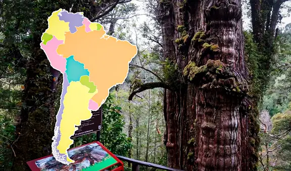 El árbol más antiguo del mundo tiene más de 5.400 años, mide 30 metros y es originario de Sudamérica