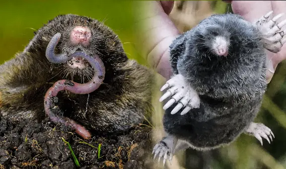 Conoce al animal más pequeño de Estados Unidos: mide 2 cm y pesa 12 gramos