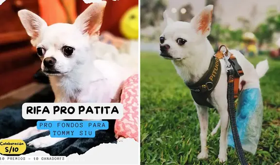 ¡Apoyemos a Tommy! Organizan rifa para operar a perrito que sufre problemas en los huesos