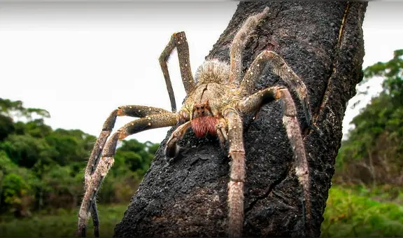 La araña más venenosa del mundo está en Sudamérica: su cuerpo mide como la palma de una mano